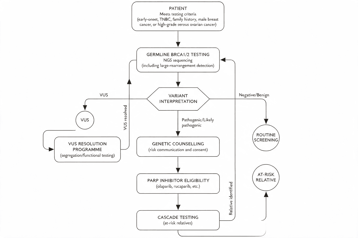 BRCA1 and BRCA2 testing workflow with variant interpretation, counselling, PARP eligibility, and cascade testing