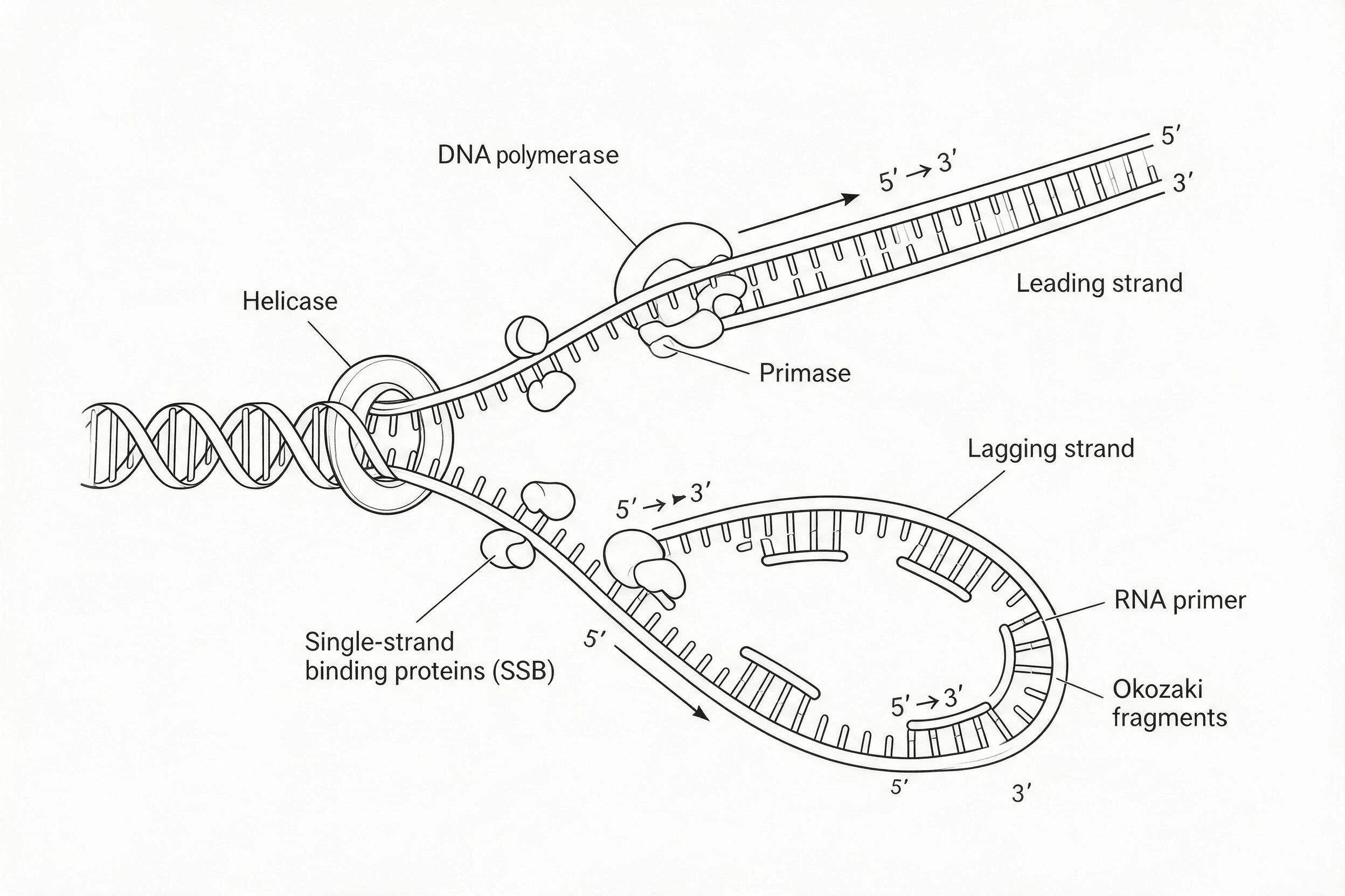 Research paper figure showing a DNA replication fork and synthesis direction
