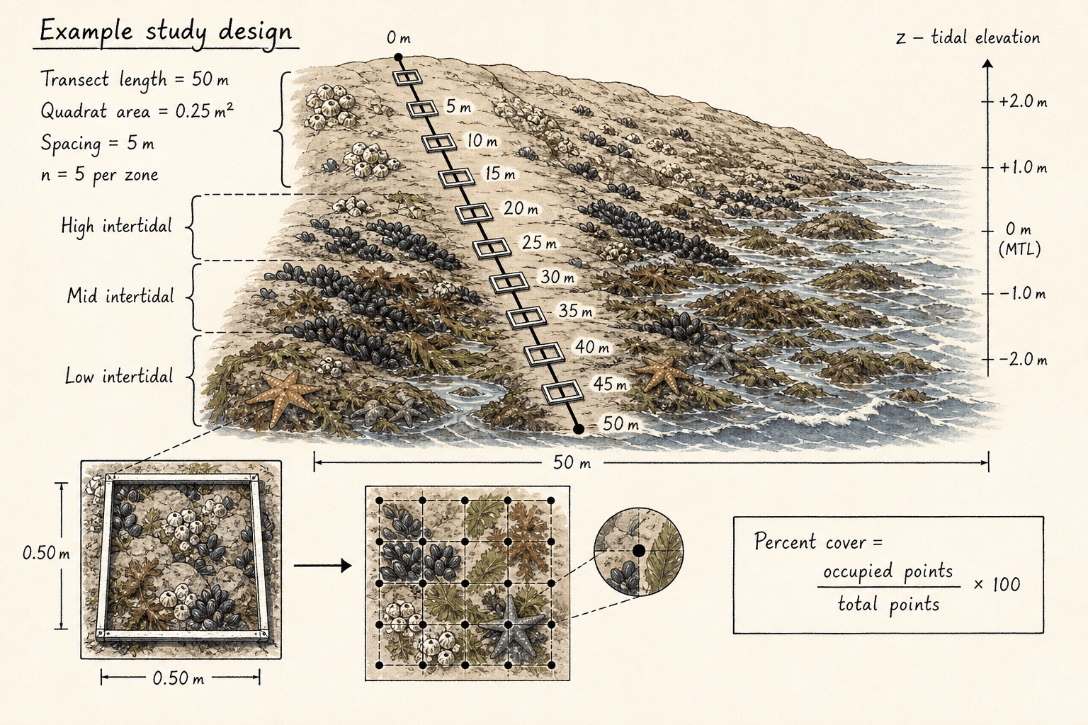 Hand-drawn rocky intertidal quadrat field survey with transect distances, tidal elevations, species zones, and field notes