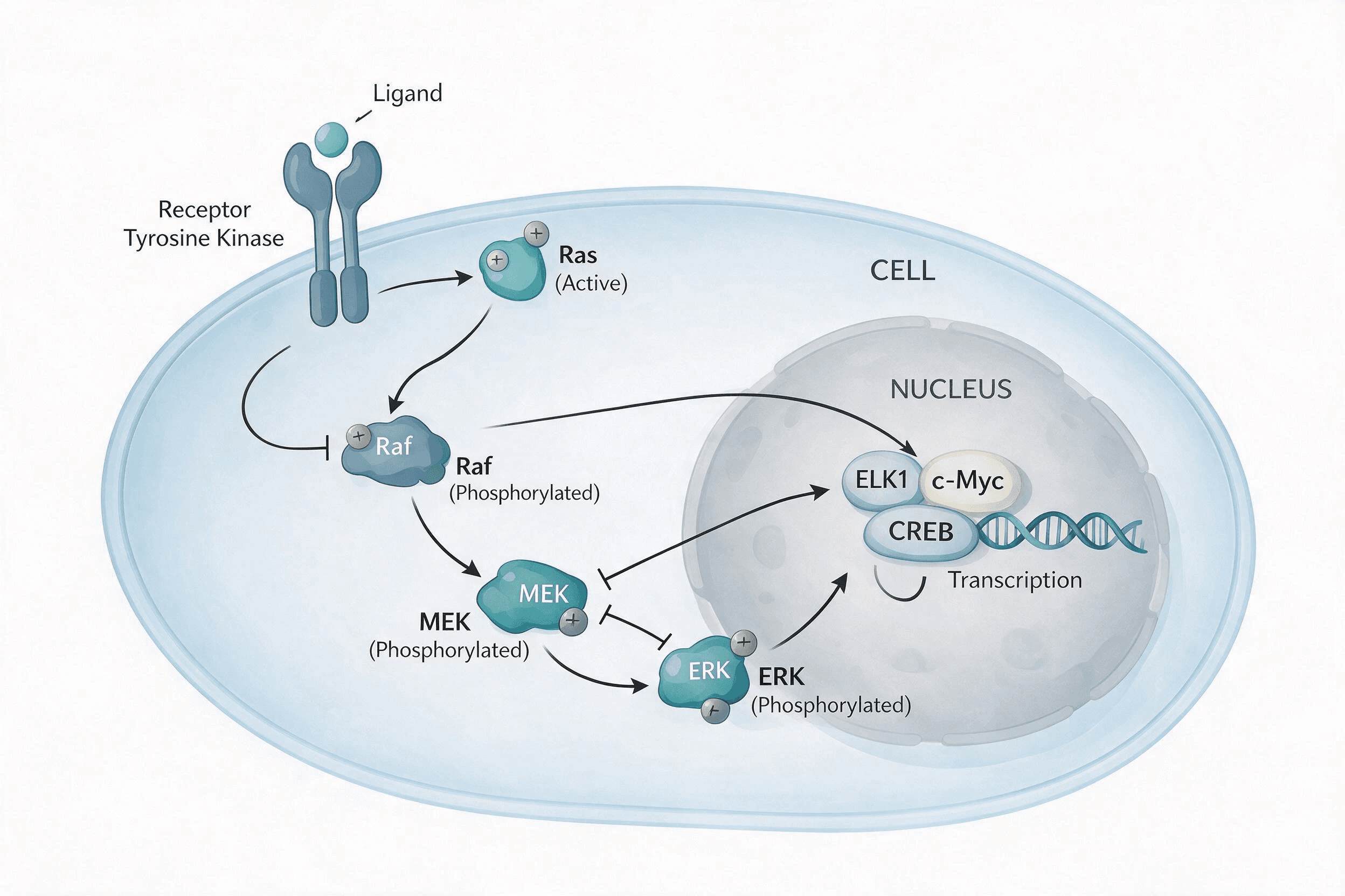 MAPK pathway illustration preview
