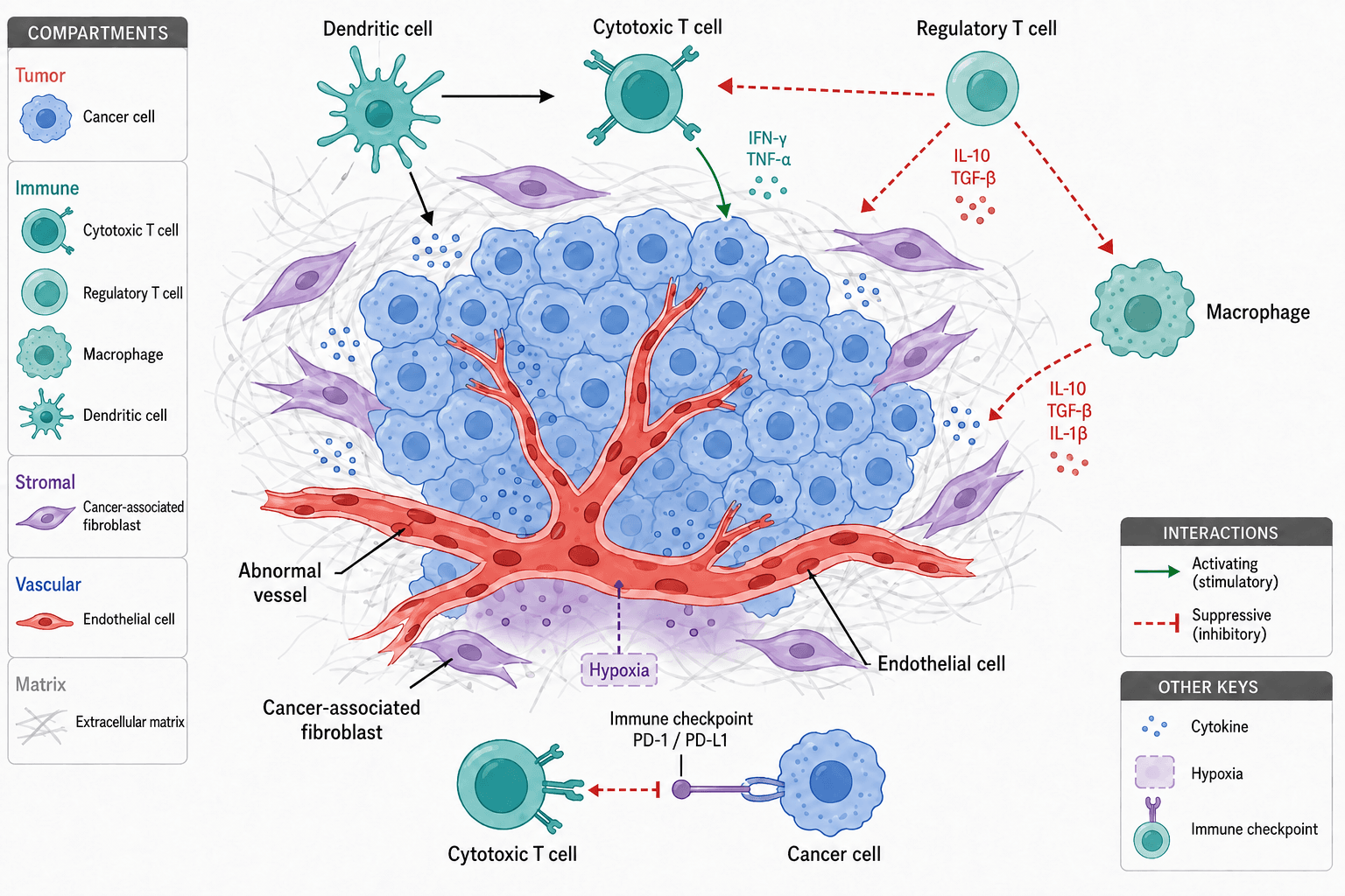 Option 1 · A: Coral blood vessel. Flat tumor microenvironment illustration.