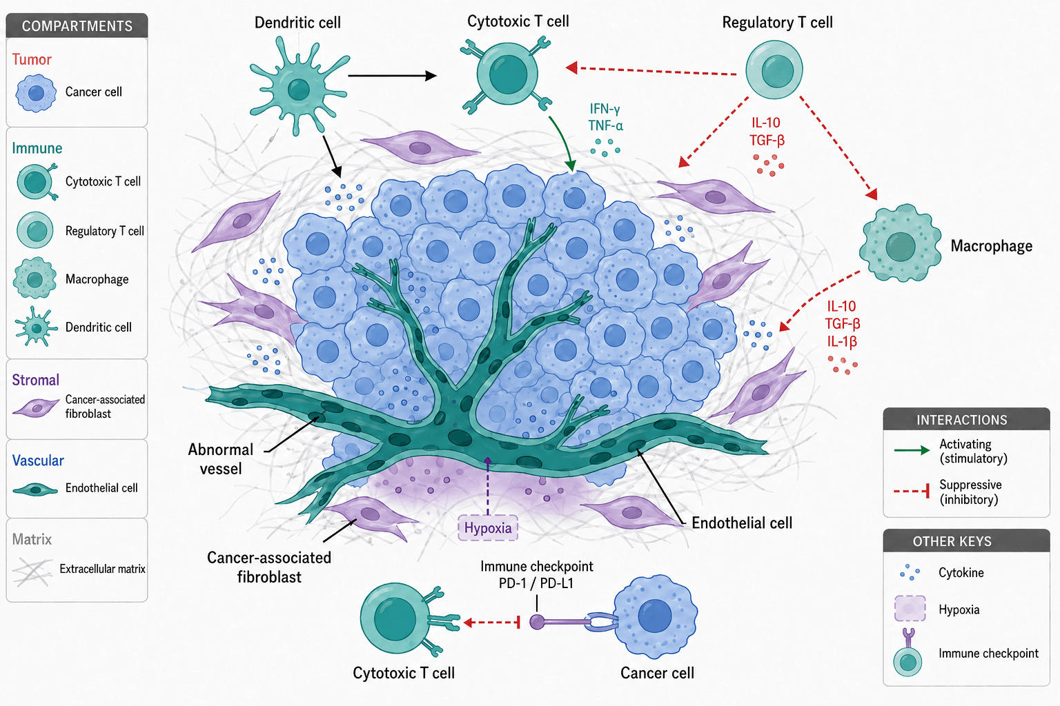 Option 1 · B: Teal blood vessel. Flat tumor microenvironment illustration.
