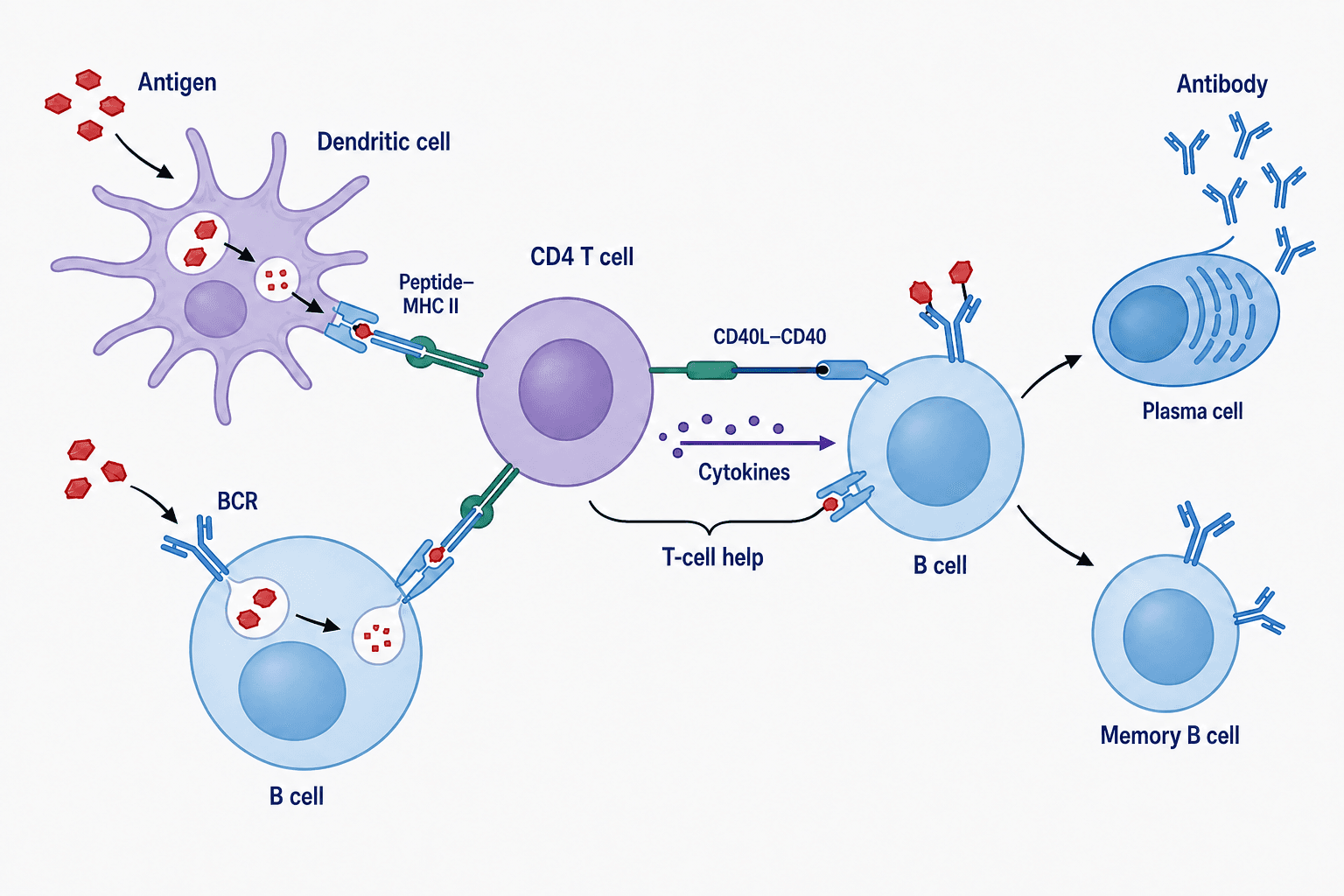 Edited flat illustration with a purple CD4 T cell and the original labels preserved