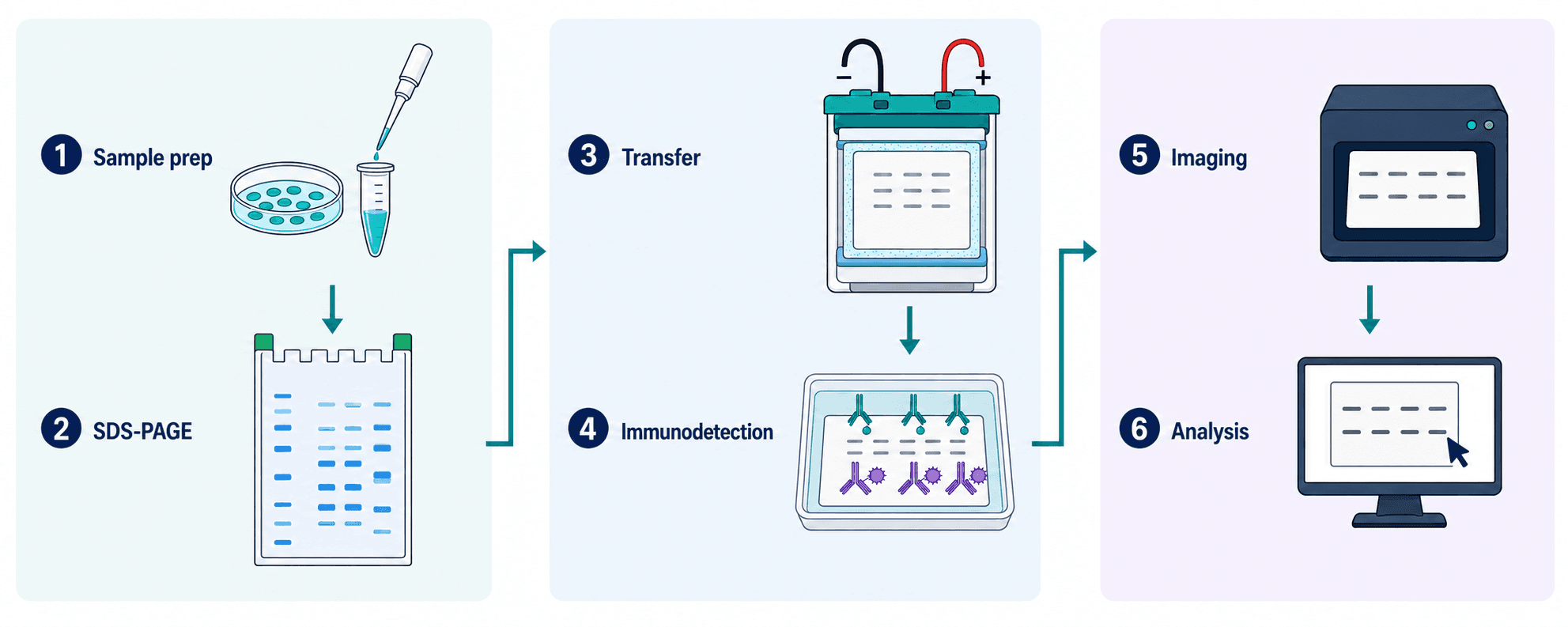 The same six Western blot stages arranged in three paired panels, keeping the experimental order