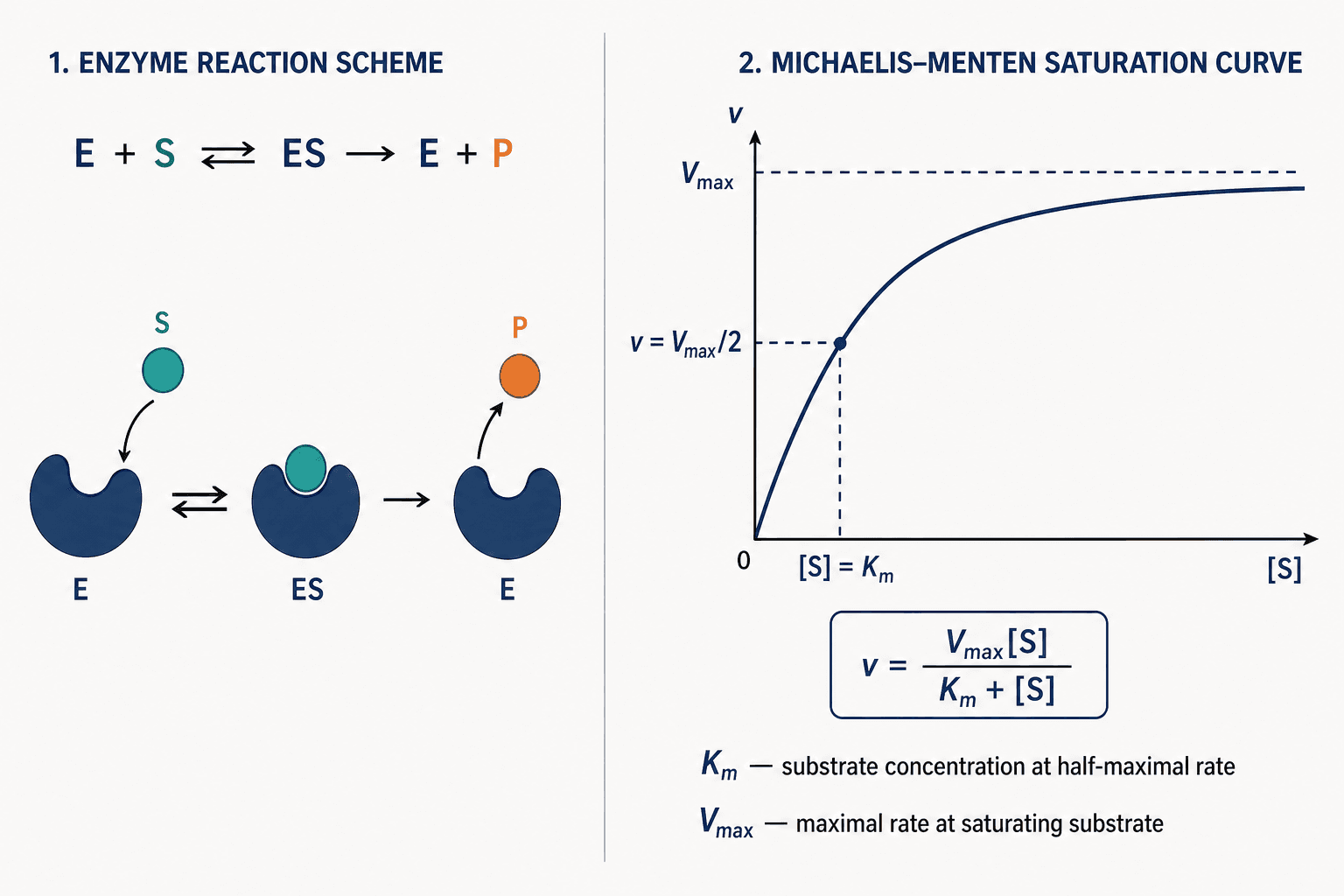 Michaelis-Menten enzyme kinetics figure with curve, equations, and parameter definitions