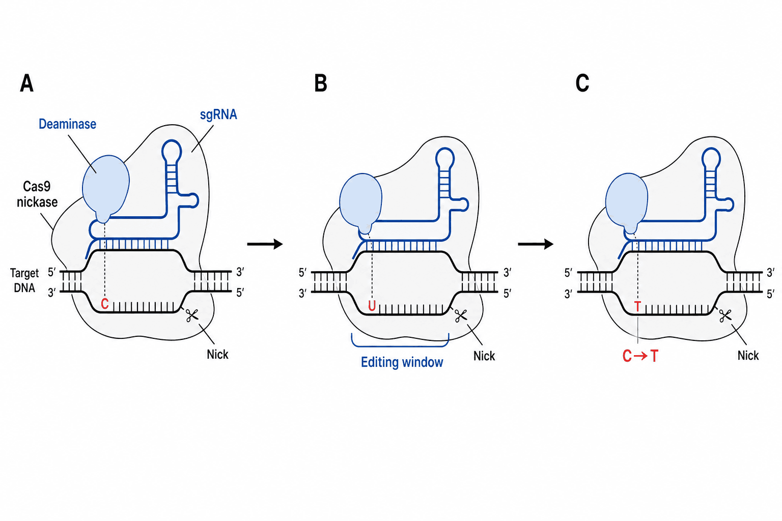 Publication-ready CRISPR cytosine base-editing mechanism with reference labels