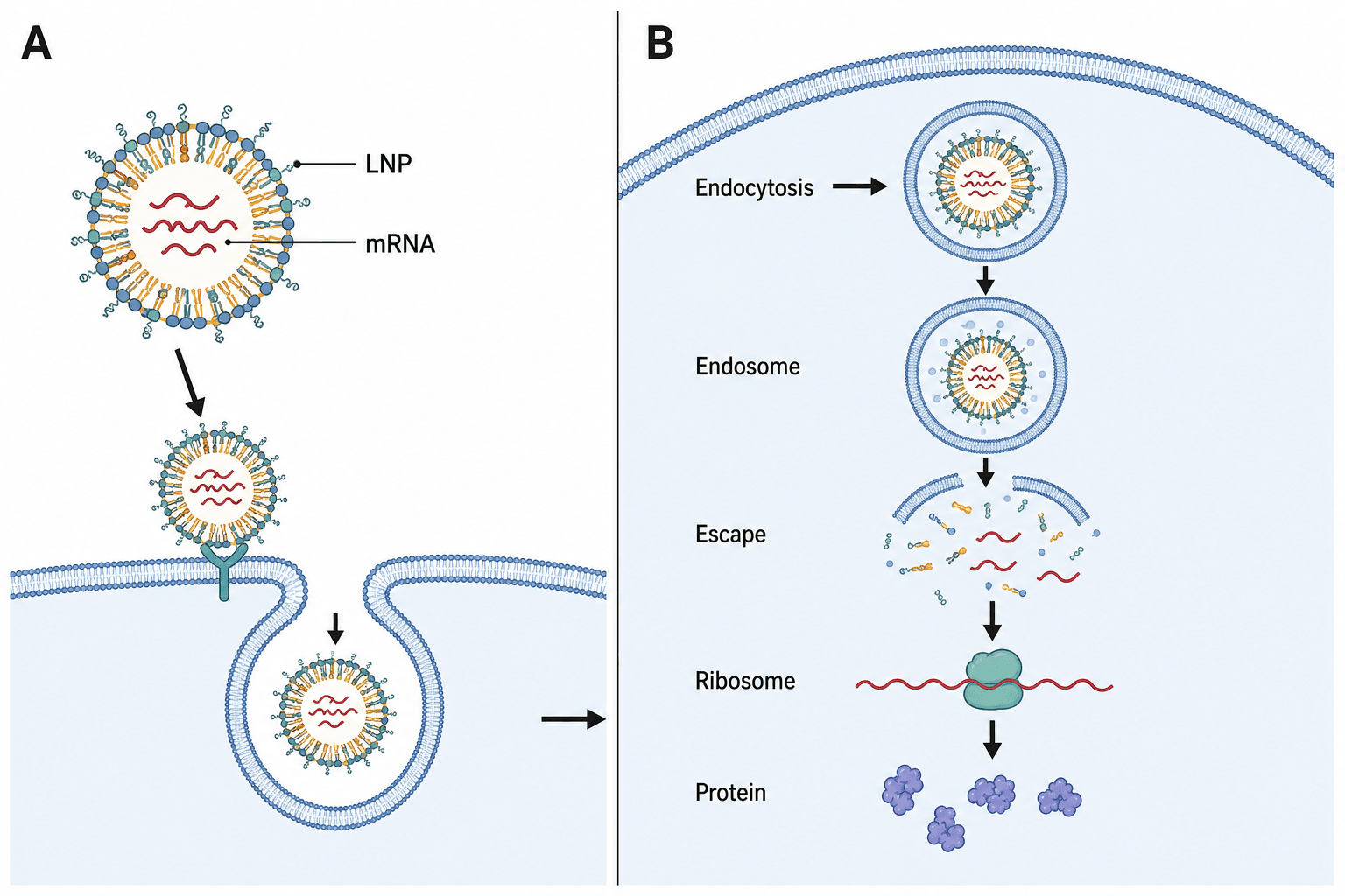 Publication-ready lipid nanoparticle mRNA delivery figure with panel labels