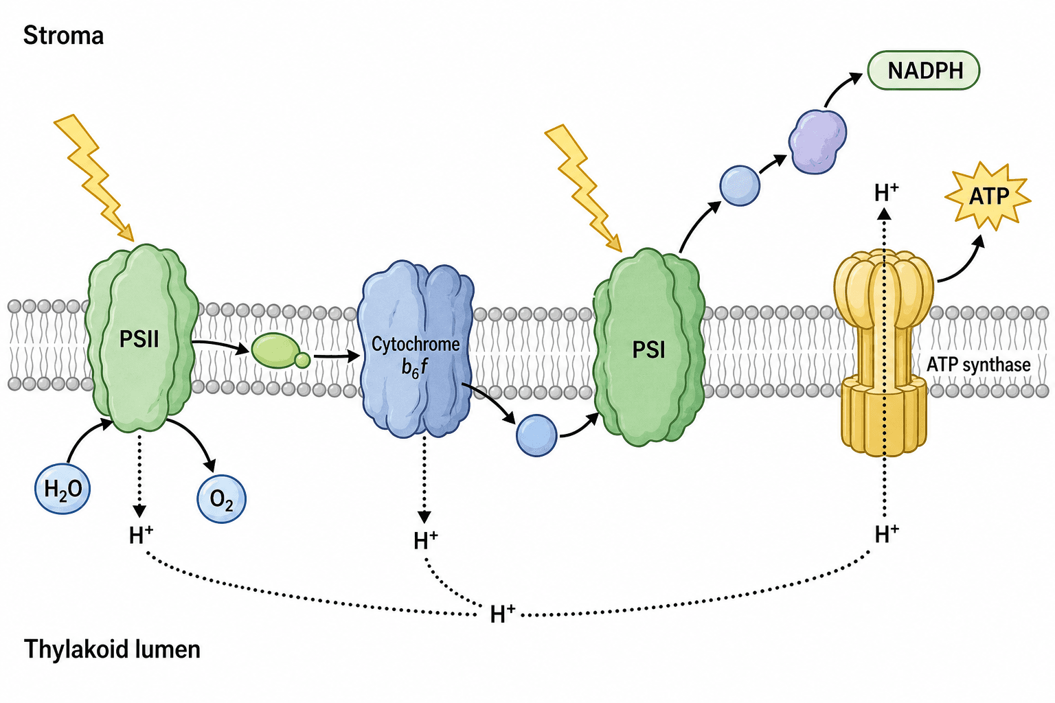 Photosynthetic light reactions diagram showing photosystems, electron transport, ATP, NADPH, and proton gradient