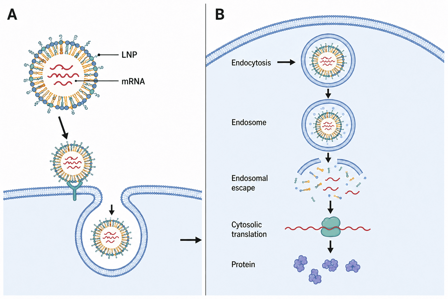 LNP–mRNA delivery with the labels Endosomal escape and Cytosolic translation
