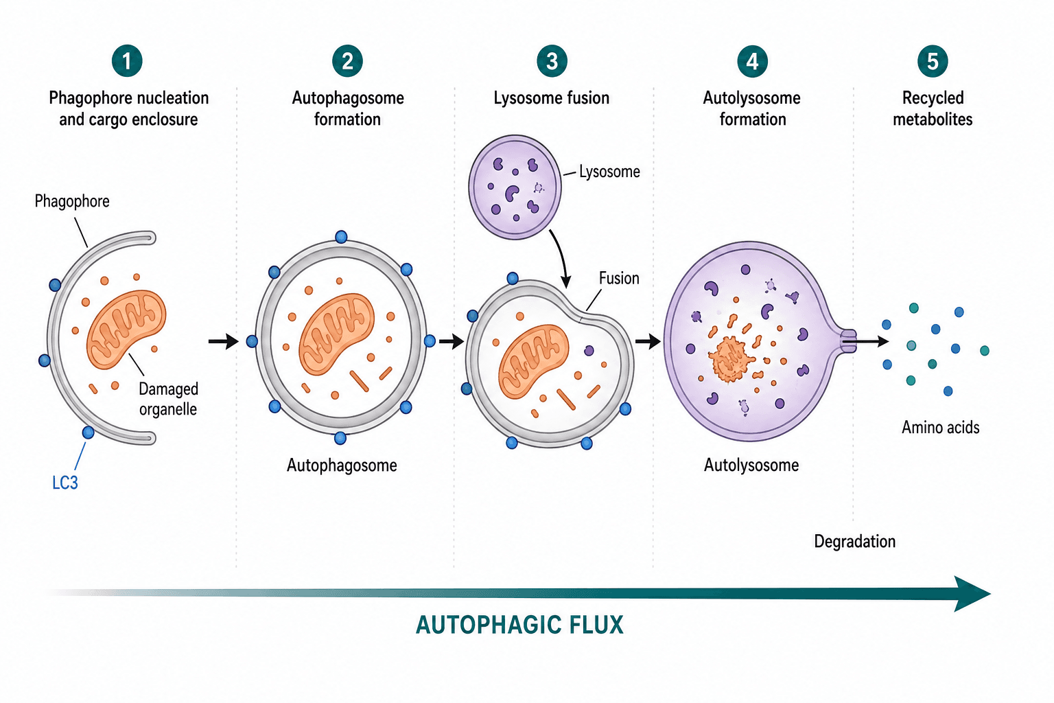 Autophagy flux pathway from phagophore formation through autophagosome fusion and lysosomal degradation