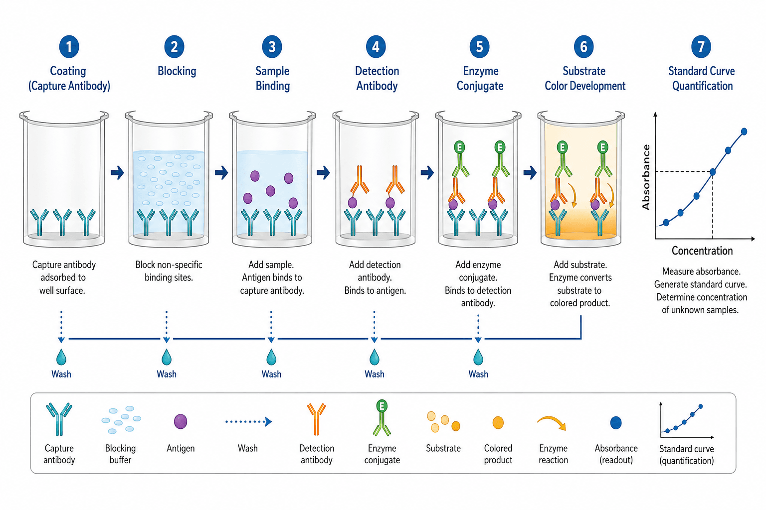 Sandwich ELISA workflow showing capture antibody, sample antigen, detection antibody, substrate, and standard curve