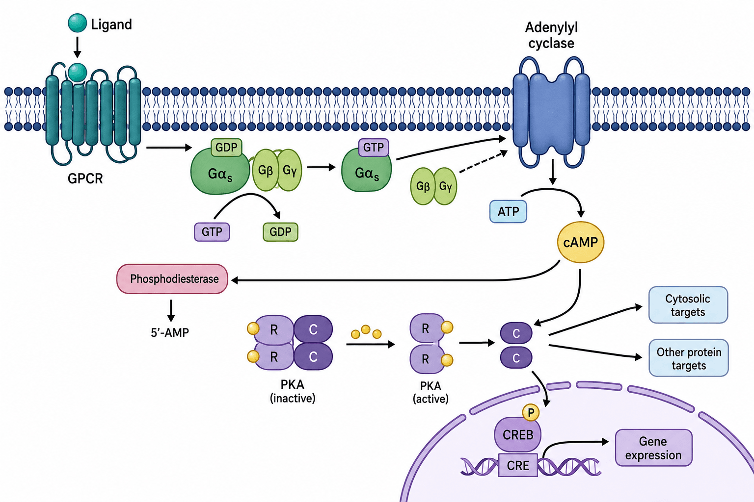 GPCR cAMP signaling pathway from ligand binding through G protein activation and PKA response