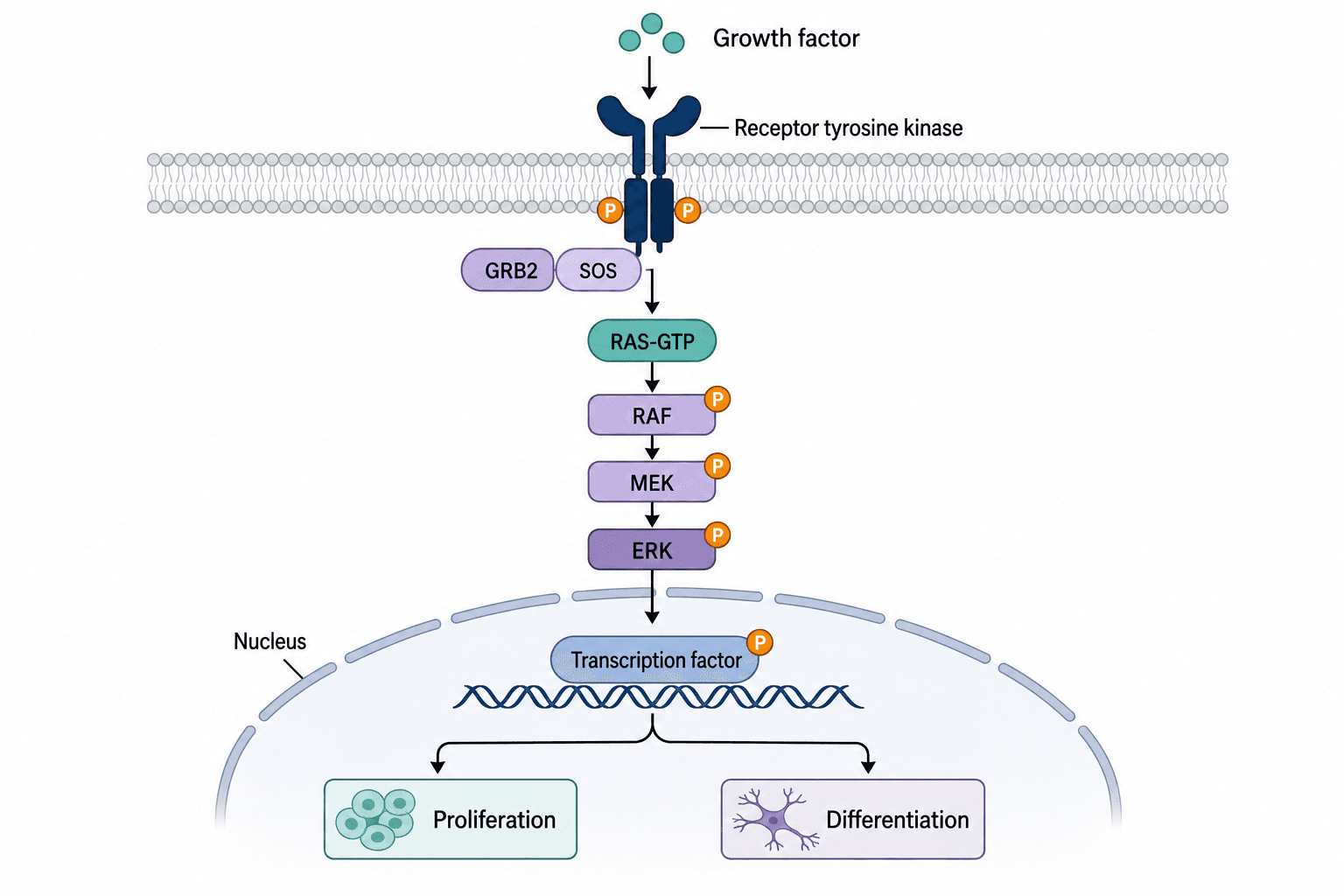 MAPK ERK signaling cascade from growth-factor receptor activation to nuclear transcriptional response