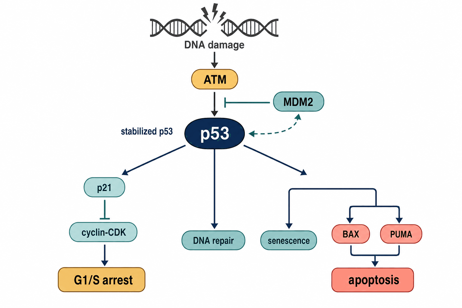 p53 DNA-damage checkpoint showing ATM activation, p21 arrest, repair, senescence, and apoptosis outcomes