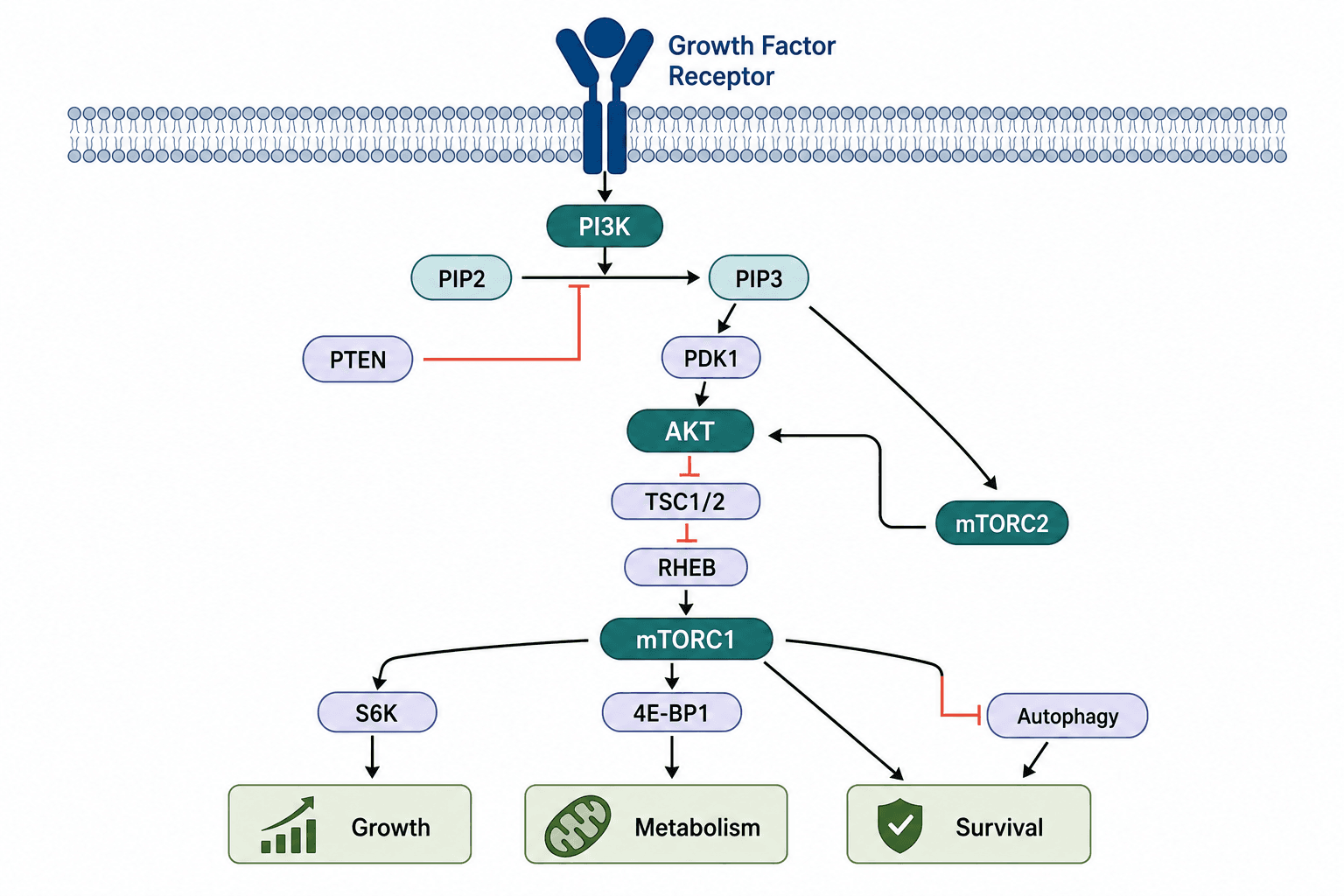 PI3K AKT mTOR signaling network linking receptor activation to growth, metabolism, and autophagy