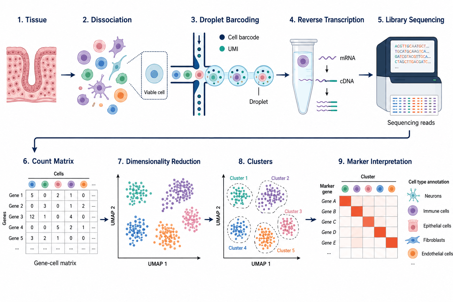 Single-cell RNA sequencing workflow from tissue dissociation and droplet capture to clustering and marker analysis