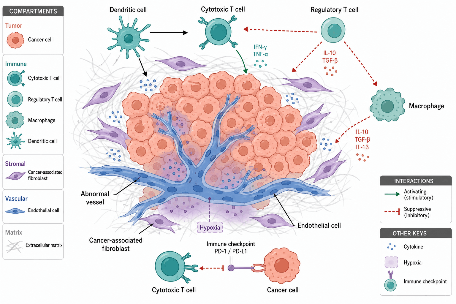 Tumor microenvironment cross-section with cancer cells, immune cells, fibroblasts, vessels, and signaling interactions