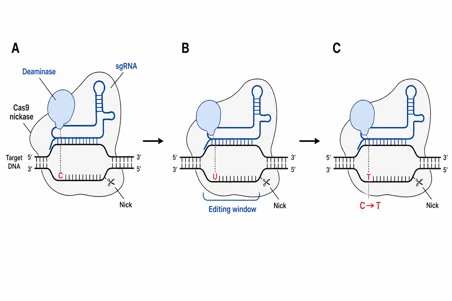 Publication-ready CRISPR cytosine base-editing mechanism with reference labels