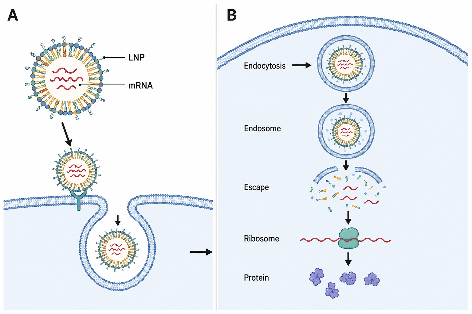 Publication-ready lipid nanoparticle mRNA delivery figure with panel labels