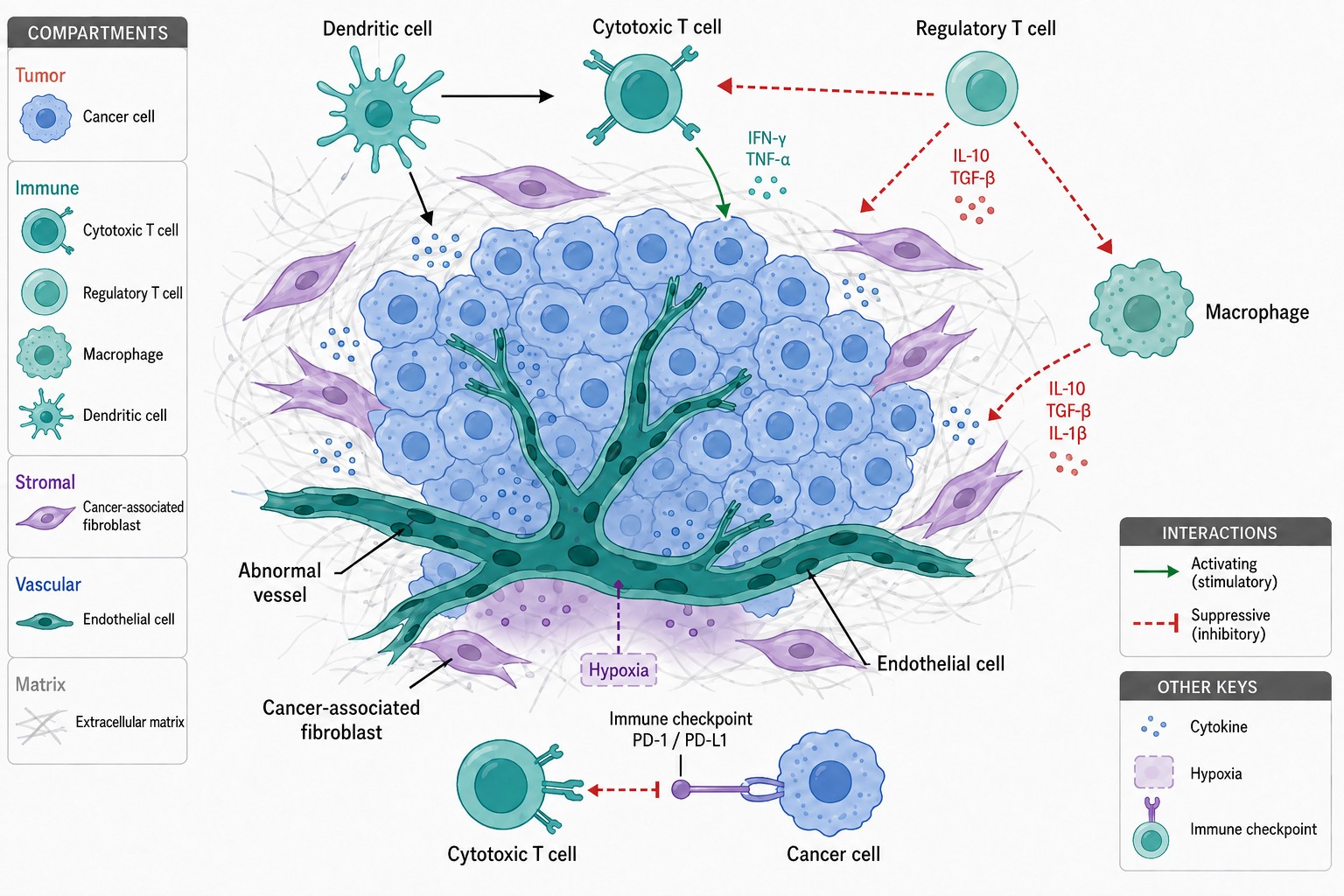 Option 1 · B: Teal blood vessel. Flat tumor microenvironment illustration.