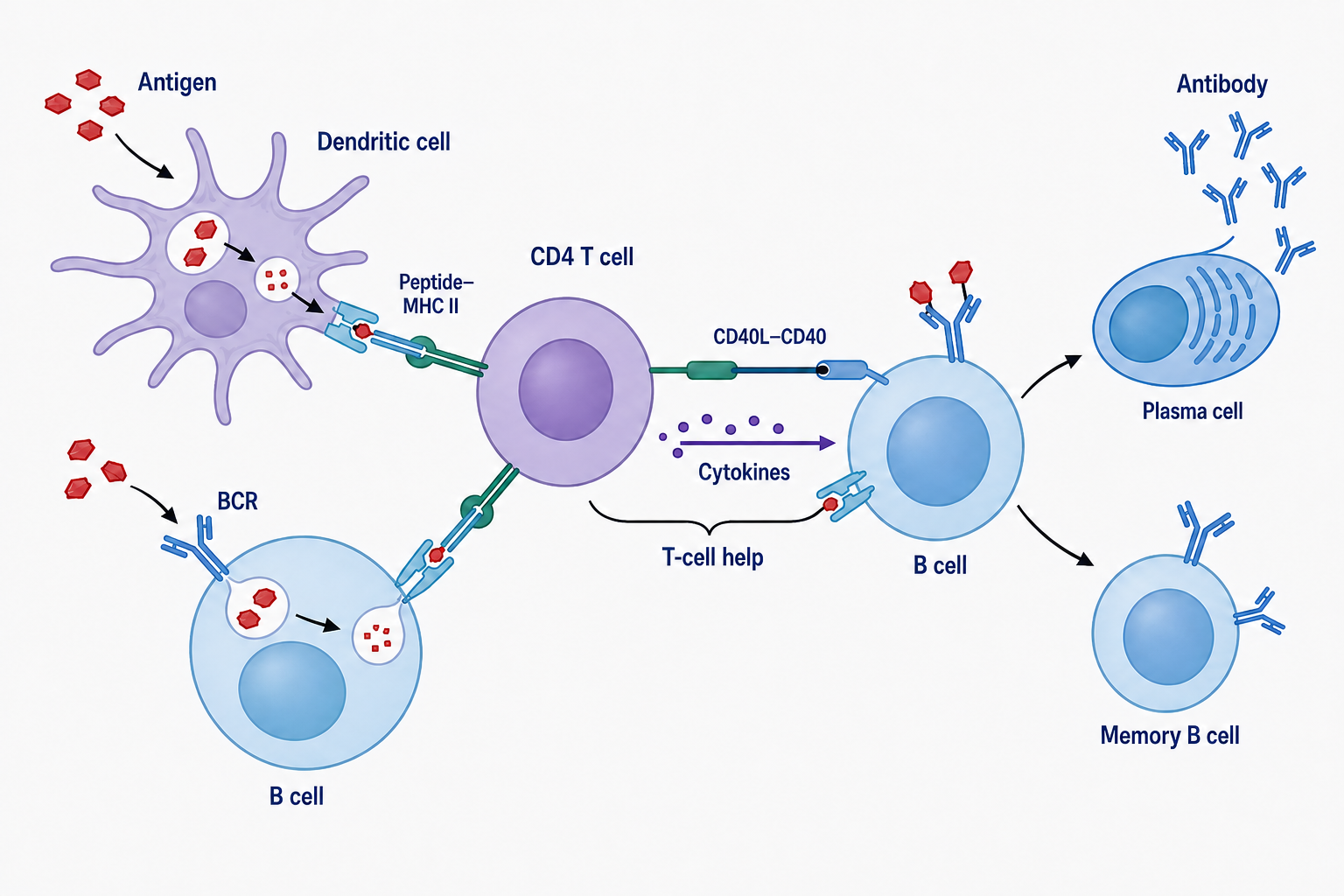 Edited flat illustration with a purple CD4 T cell and the original labels preserved