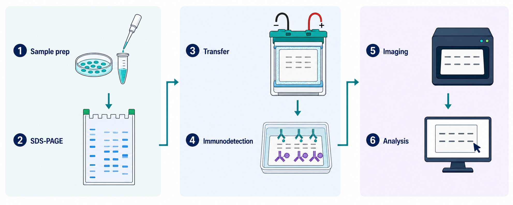 The same six Western blot stages arranged in three paired panels, keeping the experimental order