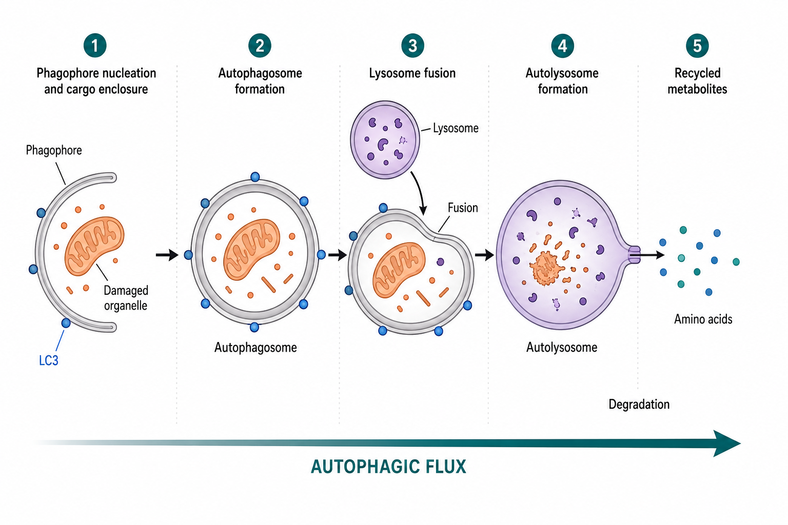 Autophagy flux pathway from phagophore formation through autophagosome fusion and lysosomal degradation