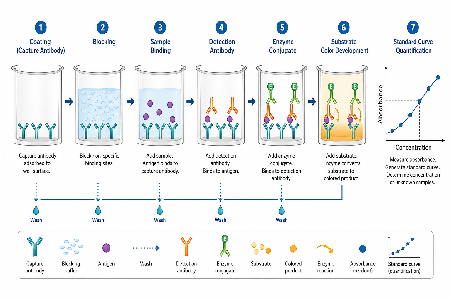 Sandwich ELISA workflow showing capture antibody, sample antigen, detection antibody, substrate, and standard curve