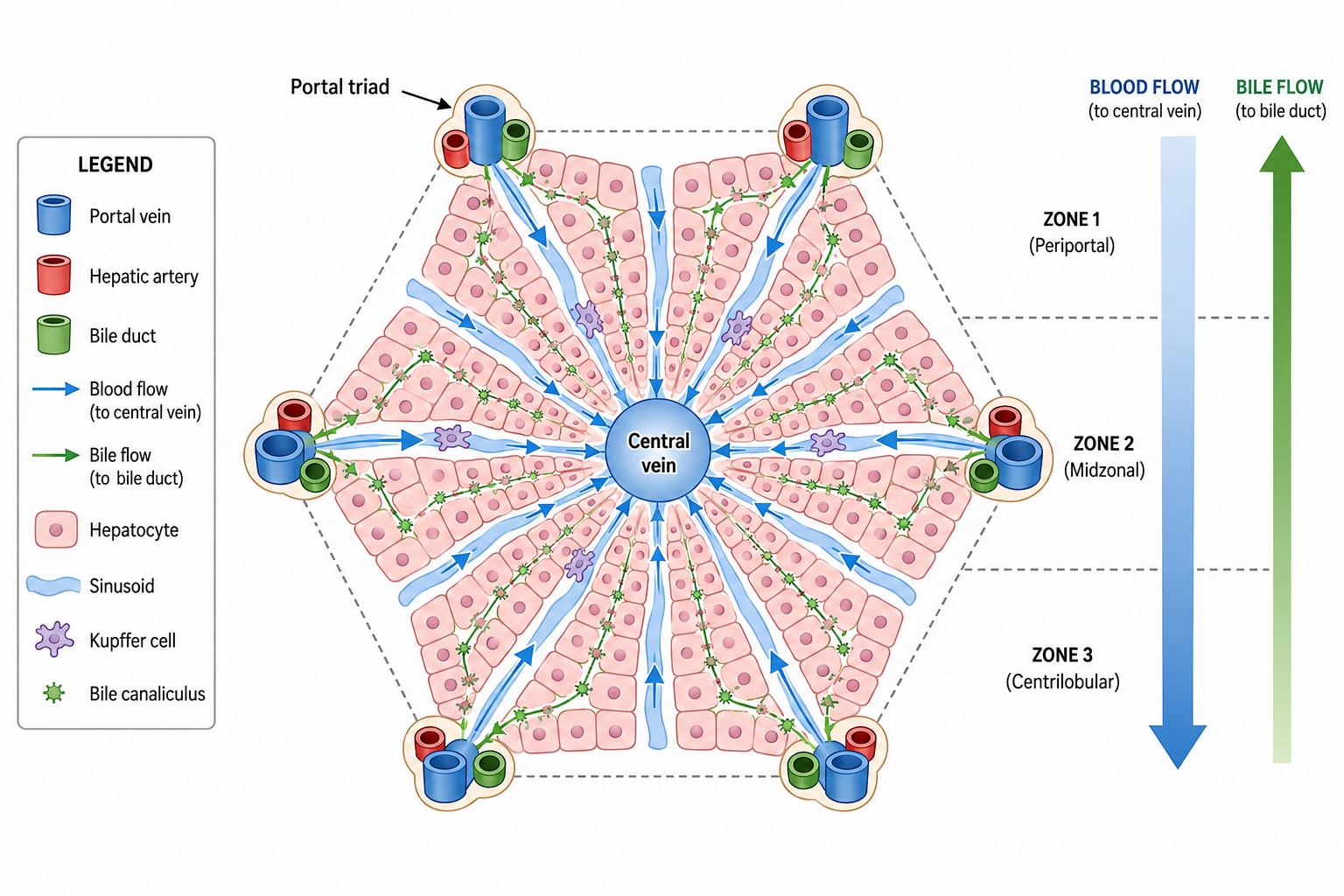 Classical liver lobule showing portal triads, hepatocyte plates, sinusoids, central vein, and bile flow