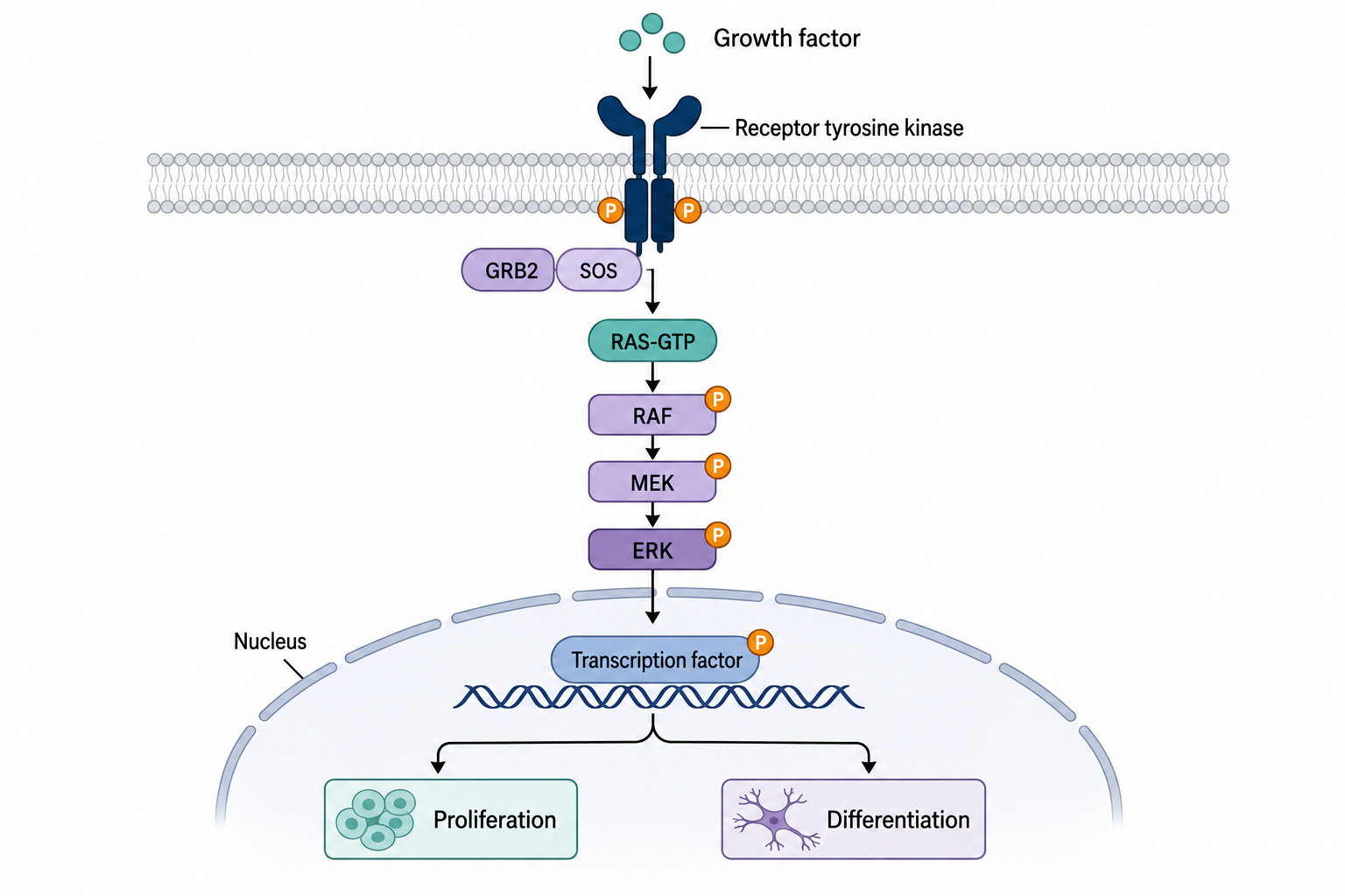 MAPK ERK signaling cascade from growth-factor receptor activation to nuclear transcriptional response
