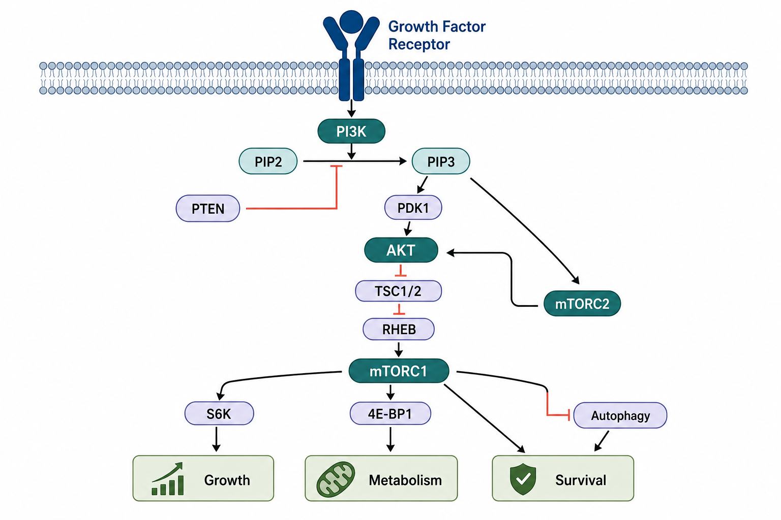 PI3K AKT mTOR signaling network linking receptor activation to growth, metabolism, and autophagy